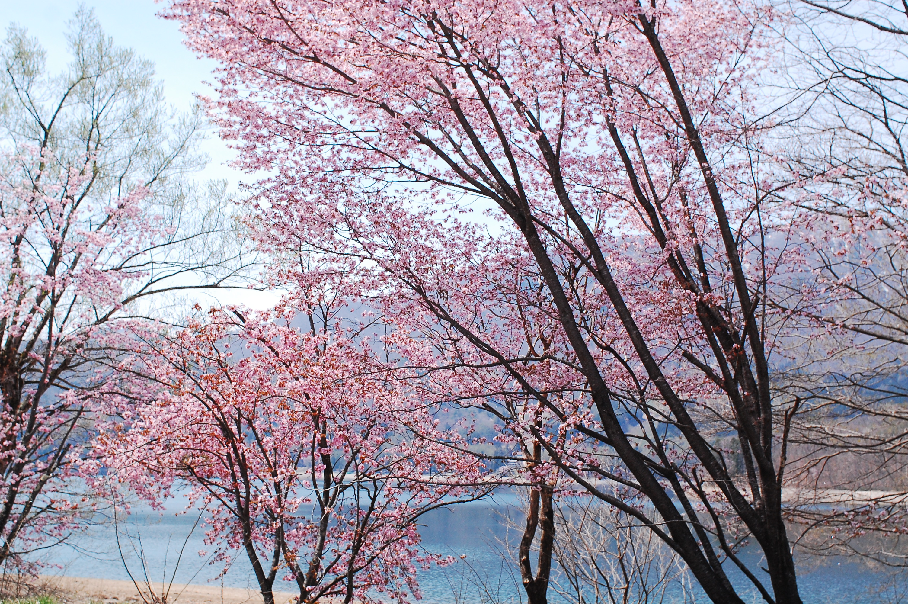 180423AACR_SAKURA_017.jpg